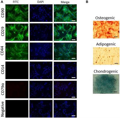 Influence of Rho/ROCK inhibitor Y-27632 on proliferation of equine mesenchymal stromal cells